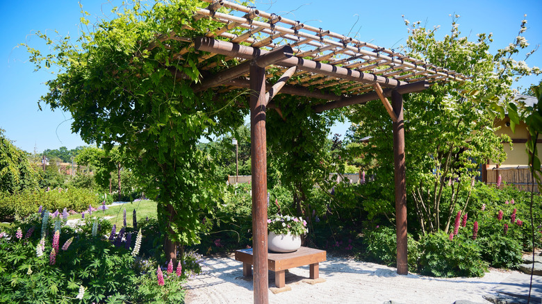 A sun-soaked pergola with plants climbing up its pillars