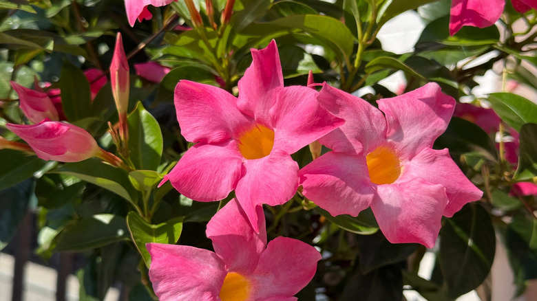Pink mandevilla flowers