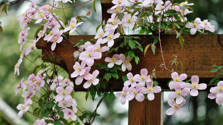 Mountain clematis climbing a wooden structure