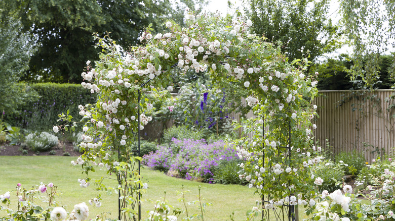 Rambling roses growing over an archway