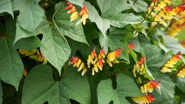 A Spanish flag plant in bloom with red and yellow flowers