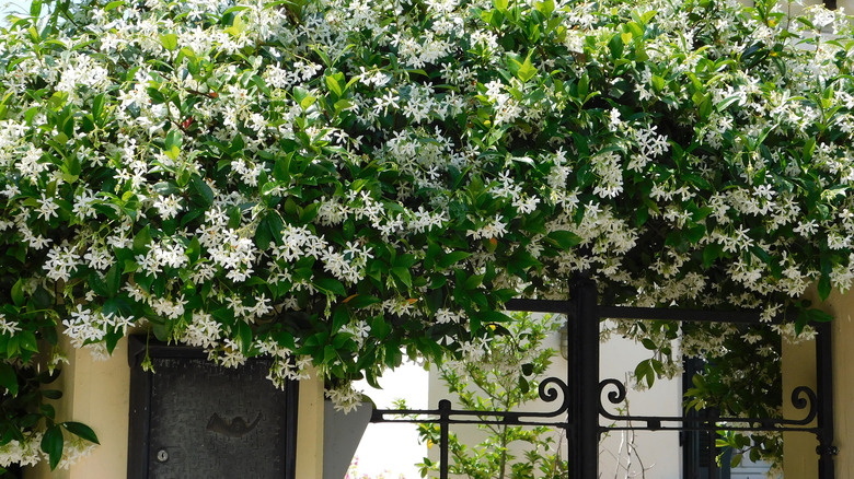 Jasmine growing over a door