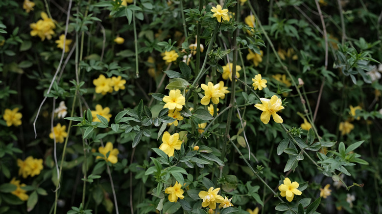 Winter jasmine in full bloom with lots of yellow flowers