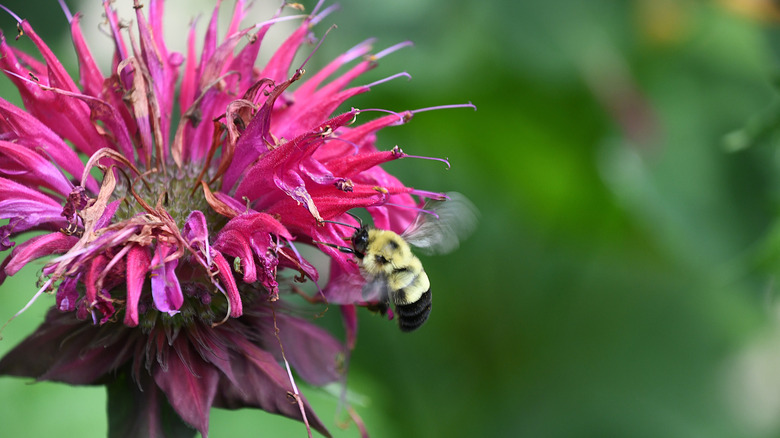 A bee on a bee balm flower
