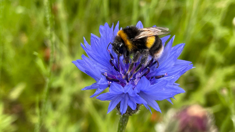 A bee on a blue cornflower