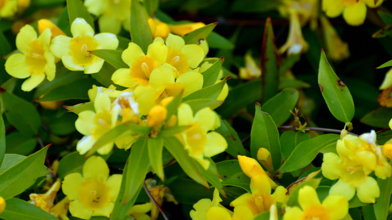 Carolina jessamine in full bloom