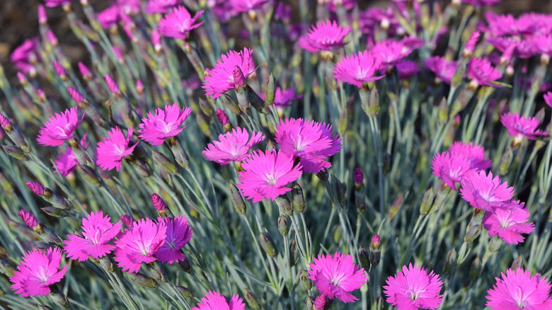 Pink firewitch dianthus flowers
