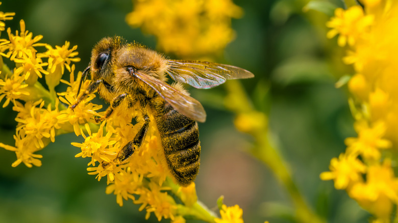 A close-up of a bee on a bright-yellow goldenrod flower
