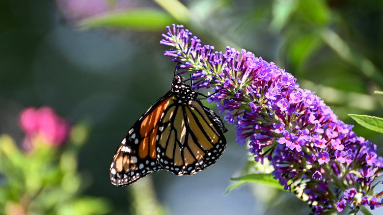 A butterfly feeding from a purple flower