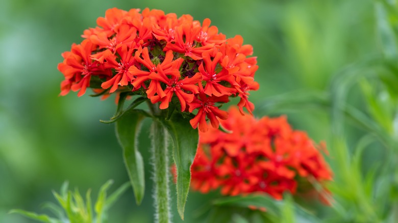 Close-up of Maltese cross flowers in bloom