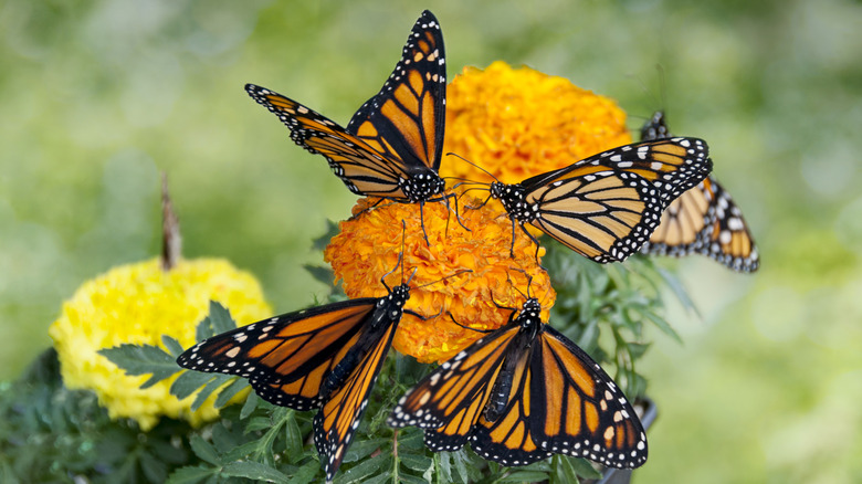 Butterflies feeding on an orange marigold flower