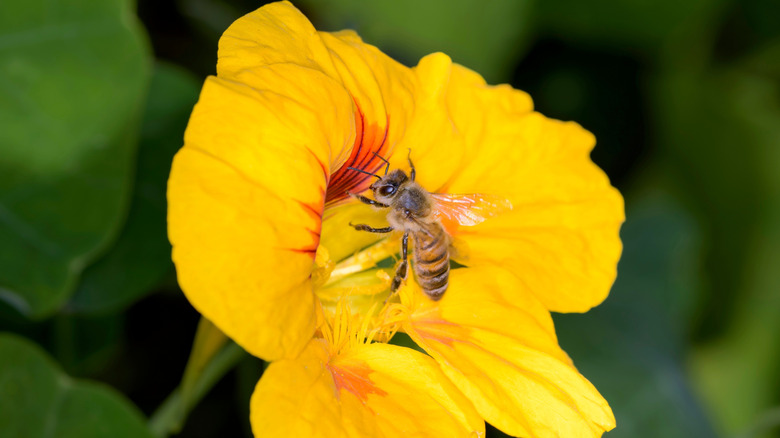 A bee pollinating a yellow nasturtium flower