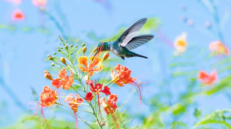 A hummingbird feeding from red peacock flowers