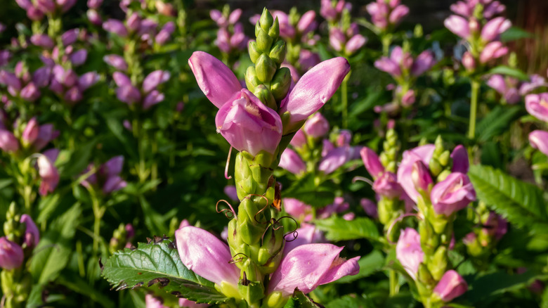 Red turtlehead flowers in bloom