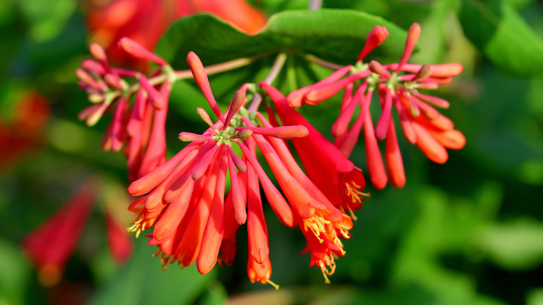 Beautiful red trumpet honeysuckle flowers