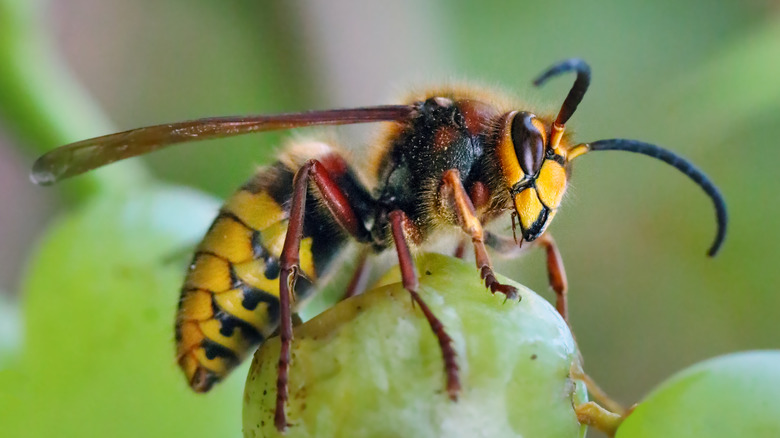 Wasp sitting on a grape