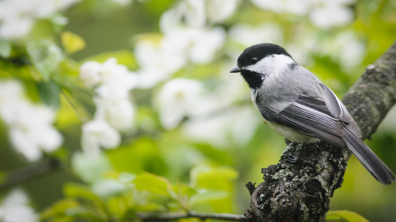 chickadee on a tree branch