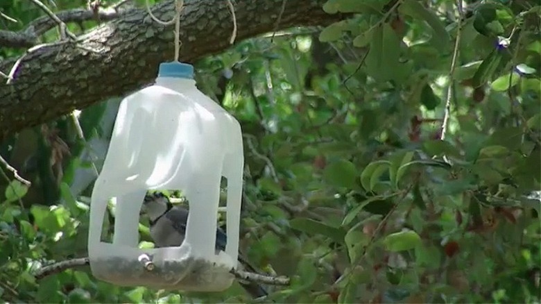 Bird inside a milk jug bird feeder