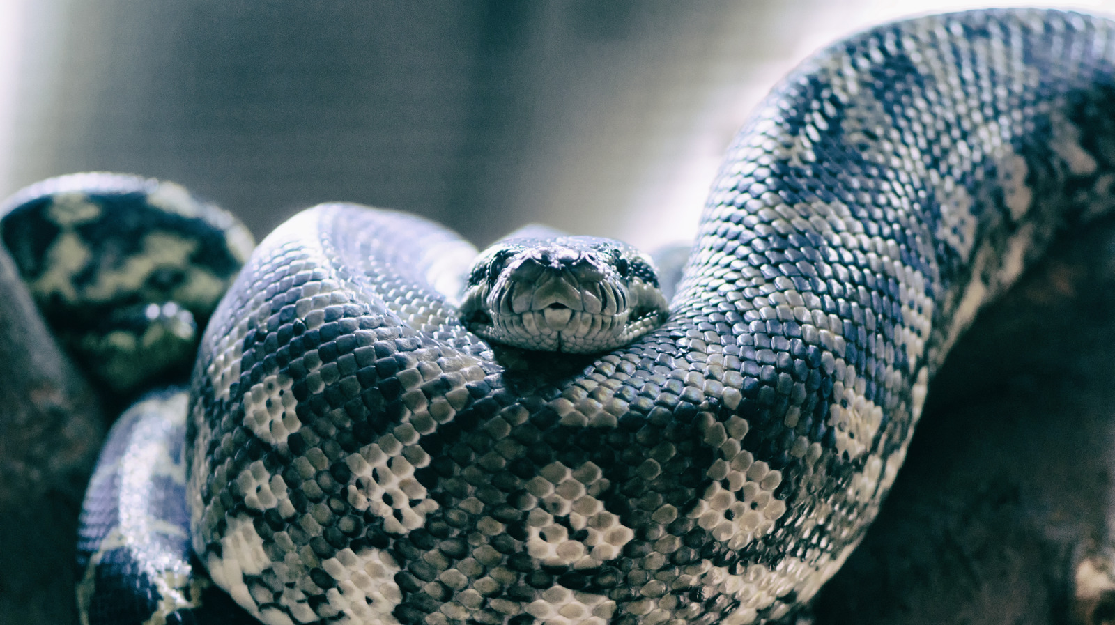 Believe It Or Not, A Certain Snake Species Hunts In Packs