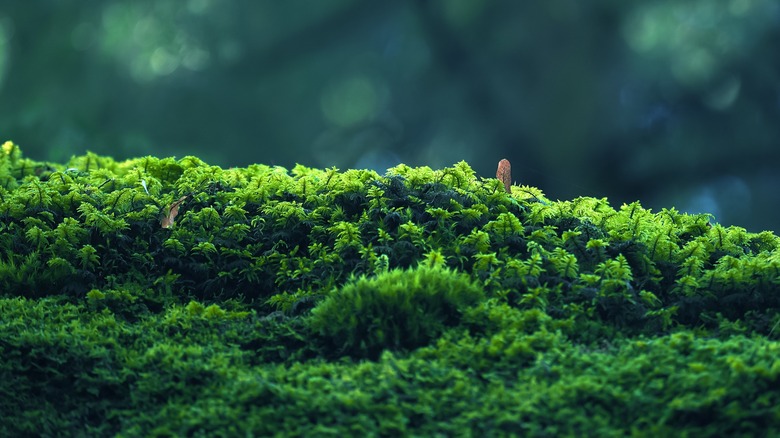 Green moss close-up