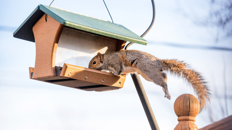 Squirrel jumping onto a bird feeder