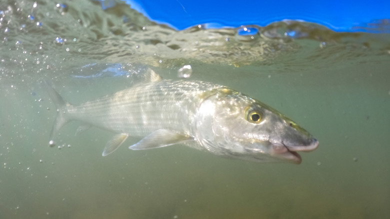 Hawaiian boonefish hooked on Sand Island Flats