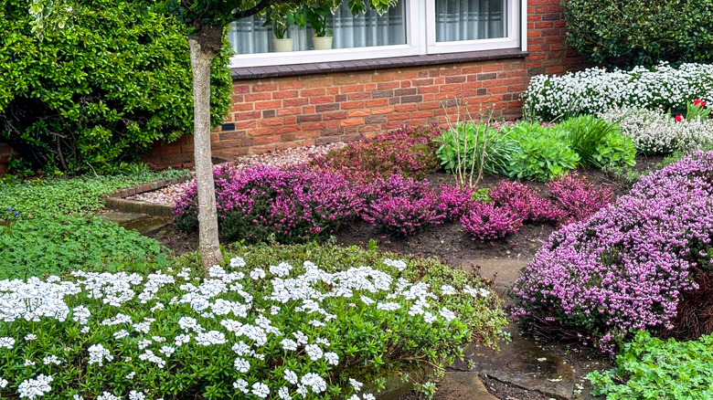 Front yard garden with many shrubs and plants