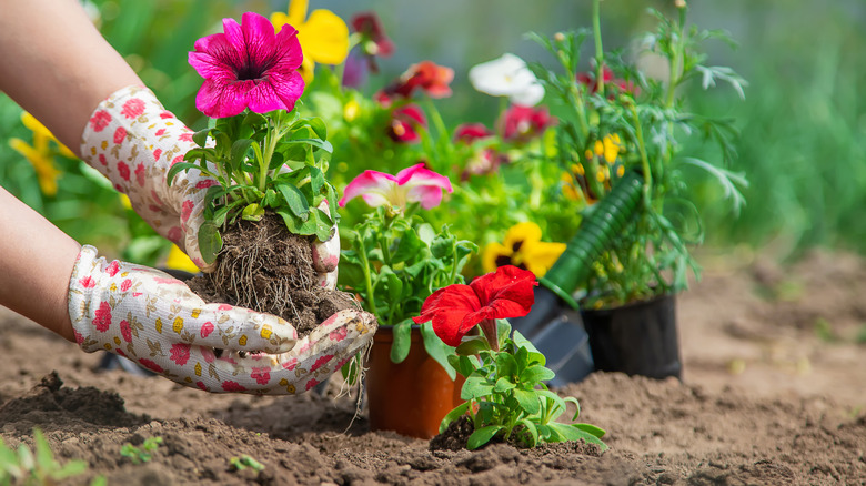Person planting flowers
