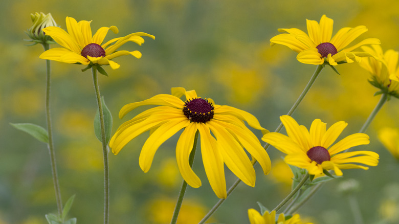 Black-eyed Susan flowers