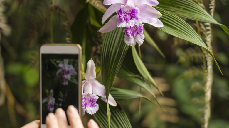 Hands photographing pink flowers
