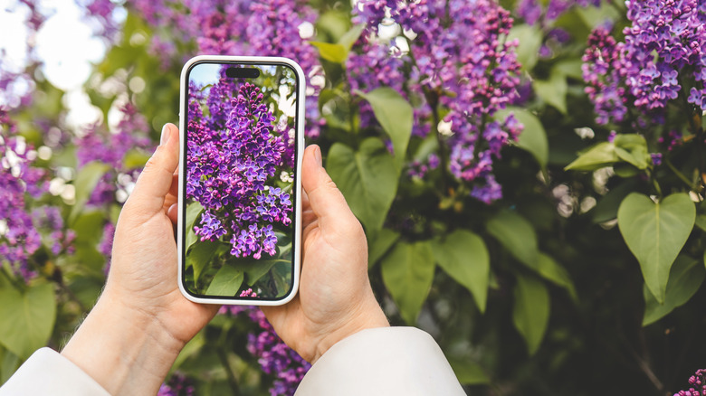 Hands holding a smartphone and taking a picture of purple flowers