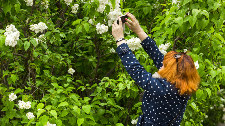 A woman photographing white flowers with a smartphone