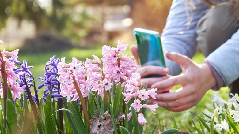 Close-up of a person taking photos of pink and purple flowers on a smartphone