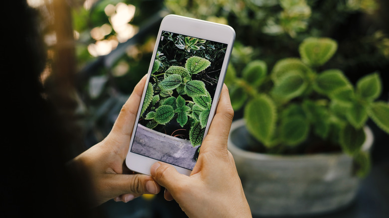 Close-up of person taking pictures of plants in a garden