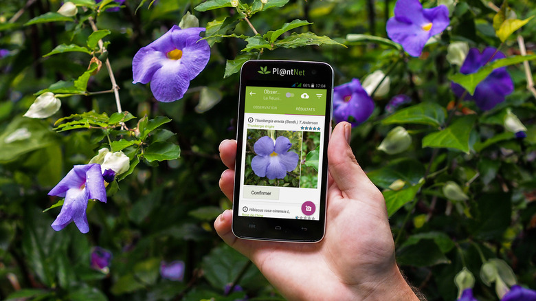 A hand holding a smartphone with the Pl@ntNet app on display