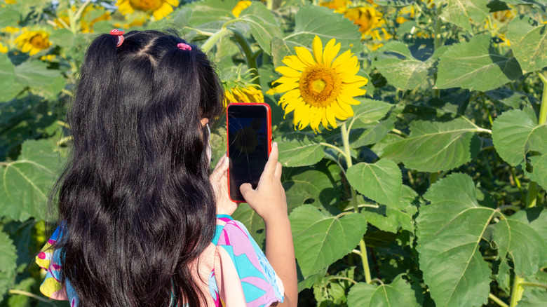 A young girl taking pictures of sunflowers