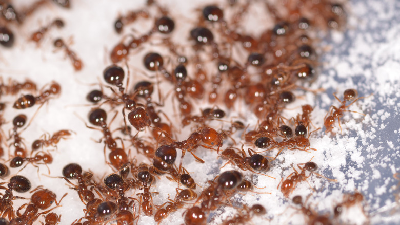 Fire ants crawling through borax and sugar