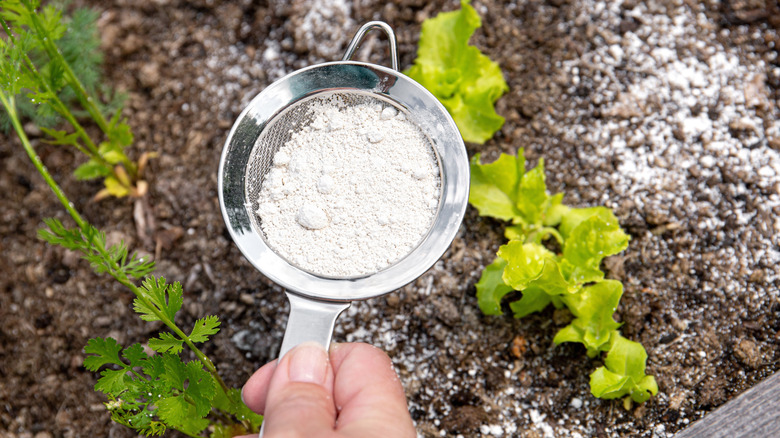 Person sprinkling diatomaceous earth around plants