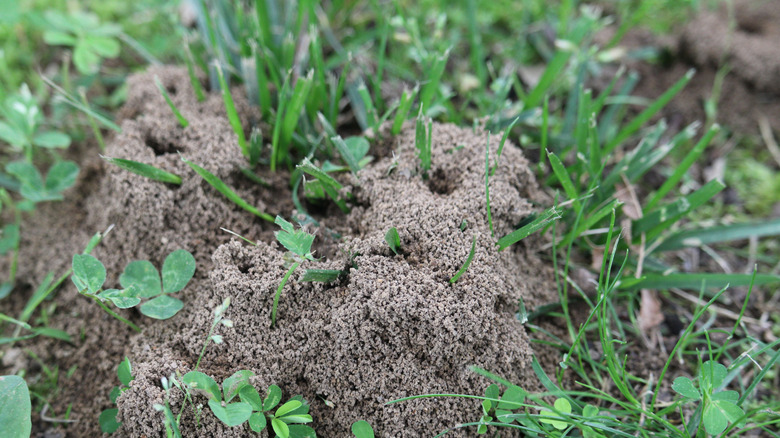 Anthills in yard
