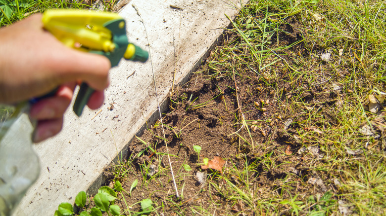 Spraying anthill with vinegar and water