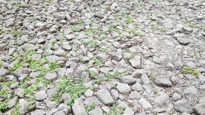 Gravel driveway with weeds