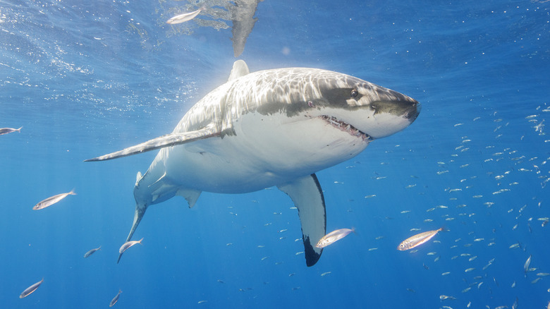 Great white shark in the water