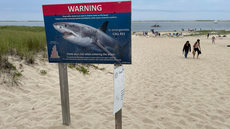 Shark warning sign on Cape Cod