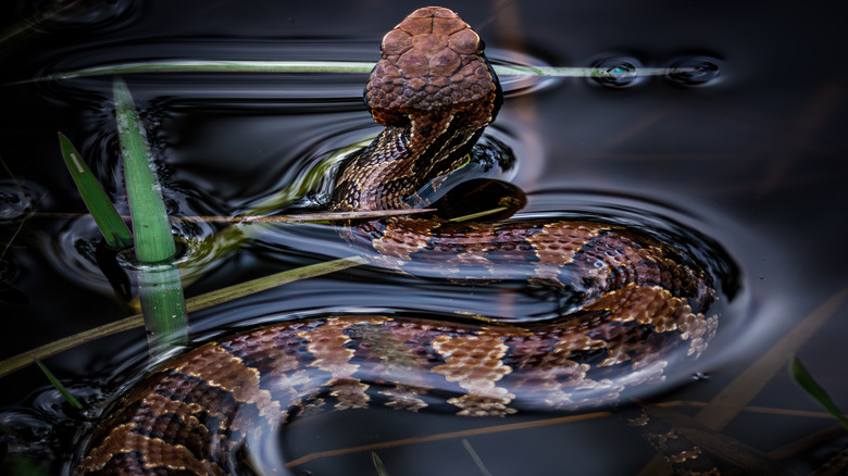 A water moccasin swimming in a clear body of water, rear view
