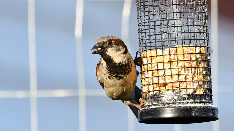 House sparrow eating corn from a bird feeder