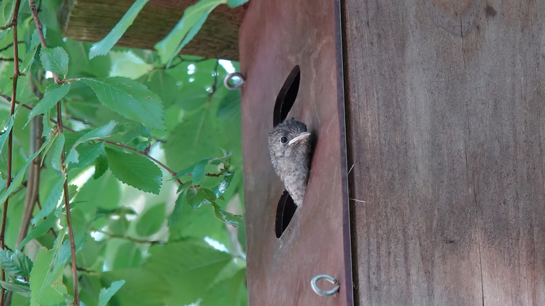 bird peering out birdhouse