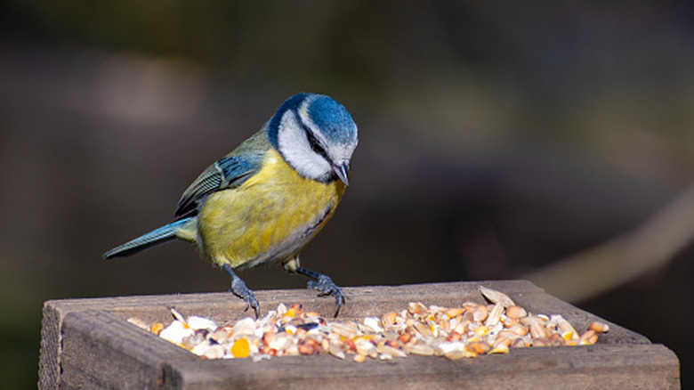 Bird staring a bird feeder
