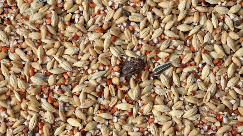 Closeup of a birdseed blend