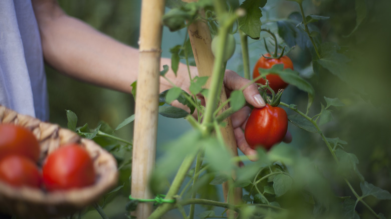 Gardener picks tomato from the vine