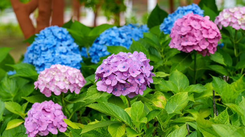 Pink and blue hydrangea blooms